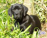 Cane Corso 8R063D-18